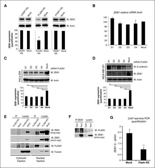 Figure 5. FLASH controls ZEB1 expression. A, HeLa229 cells were transfected with a pool of duplexes targeting CASP7, FLASH, or PCGF1. ZEB1 protein level in siRNA- and mock-transfected cells was determined by Western blot analysis (top) and the expression normalized to actin loading control (bottom). The significance of the differences was confirmed by Student t test (**, P < 0.0025). B, relative mRNA level of ZEB1 in FLASH-depleted cells as determined by qPCR. C, ZEB1 protein levels in FLASH-depleted and mock-treated cells were determined by Western blot analysis (top) and the expression normalized to actin loading control (bottom). Four different siRNA duplexes were used to deplete FLASH in HeLa229 cells. D, MDA-MB 231 cells were transfected with four different siRNA duplexes targeting FLASH. E-cadherin (top) and ZEB1 (middle) proteins expression was detected by Western blot analysis. ZEB1 expression was normalized to actin loading control (bottom). The significance of the differences was confirmed by Student t test (**, P < 0.0025). E, FLASH interacts with ZEB1. Immunoprecipitation (IP) was performed with cytosolic and nuclear fraction from mock-treated or FLASH-depleted cells (FLASH KD). Immunoblotting (IB) with anti-ZEB1 antibody reveals a ZEB1-FLASH complex formation in the nucleus (top, IB: ZEB1) in the presence, but not in the absence of FLASH (middle, IB: FLASH). α-Tubulin, a cytosolic marker, was largely detected in the cytosolic fractions (bottom, IB: tubulin). F, ZEB1 interacts with FLASH. Immunoprecipitation was conducted as in E but with an anti-ZEB1 antibody and immunoblotting was conducted with an anti-FLASH antibody. G, ChIP assay. ZEB1 binding to the E-cadherin promoter was analyzed by ChIP assay carried out with anti-ZEB1 antibody in mock-treated and FLASH-depleted (FLASH KD) cells. qPCR was performed for E-cadherin promoter using SYBR-Green and Ct values were normalized to β-globin. The significance of the differences was confirmed by Student t test (**, P < 0.0025).