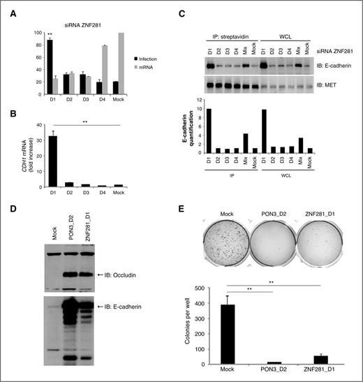 Figure 7. miRNA-like duplexes restore E-cadherin expression and suppress anchorage-independent cell growth. A, L. monocytogenes infection efficiency in HeLa229 cells transfected with siRNA duplexes targeting ZNF281 (infection) and gene knockdown efficiency (mRNA level) were quantified as described in Figs. 1 and 2. B and C, the mRNA level (B; CDH1 mRNA fold increase) and cell-surface E-cadherin expression (C; IP: streptavidin) was analyzed as described in Supplementary Fig. S2. The significance of the differences was confirmed by Student t test (**, P < 0.0025). D, expression of E-cadherin and occludin was determined by immunoblotting (IB) using anti-E-cadherin and anti-occludin antibodies in HeLa229 mock-transfected or miR-mimic-200 (PON3_D2) and miR-mimic-70 (ZNF281_D1) on day 1 and day 3 during a 6-day period. E, anchorage-independent growth of cells transfected with miR-mimic-200 and miR-mimic-70 was determined by soft agar colony formation assay and quantified using the MetaMorph Imaging software. The significance of the differences was confirmed by Student t test (**, P < 0.0025).
