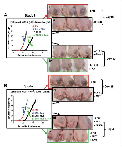 Figure 3. Differential effects of 4OH-TAM on the growth and regression of (ERα+) MCF-7 tissue-isolated breast tumor xenografts in female nude rats housed in standard lighting schedule (LD 12:12) or in dLEN lighting schedules with or without melatonin supplementation. A, study I, estimated tumor weight (g/d) of MCF-7 (ERα+) human breast tumor xenografts from nude rats exposed to a dLEN lighting schedule and treated diluent (red triangles) with 4OH-TAM (blue triangles; 80 μg/kg/d) or a LD 12:12 lighting schedule and treated with diluent (black circles) or 4OH-TAM (green circles). B, study II, estimated tumor weight (g/d) of MCF-7 (ERα+) human breast tumor xenografts from nude rats exposed to a dLEN lighting schedule and treated with vehicle (red triangles) or 4OH-TAM (blue triangles; 80 μg/kg/d) or in a dLEN lighting schedule supplemented with exogenous melatonin at night and treated vehicle (black circles) or 4OH-TAM (green circles). Tumor weights were estimated daily as described in Materials and Methods. Images of tumor-bearing nude rats in studies I (A, i–iv) and II (B, i–iv) maintained on either experimental (dLEN) or control (LD12:12) lighting schedules, as described in Materials and Methods. A, xengografts from experimental animals 28 days after tumor implant in dLEN (i, top) and LD 12:12 (ii). iii and iv, xenografts from experimental animals 40 days after tumor implant in LD 12:12 and diluent treatment (iii) and LD 12:12 after 28 days of treatment with tamoxifen (iv). Photographs in B are xenografts from experimental animals 28 days after tumor implant in control dLEN lighting schedule (i) and dLEN supplemented with exogenous nighttime melatonin (ii). B, iii, xenografts from experimental animals 40 days after tumor implant in dLEN supplemented with exogenous nighttime melatonin and administered the vehicle for tamoxifen. B, iv, xenografts from experimental animals 40 days after tumor implant in dLEN but supplemented with exogenous nighttime melatonin and after treatment with tamoxifen.