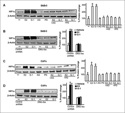 Figure 4. The EGFR/ERK/c-FOS transduction pathway mediates the HIF1α expression induced by E2 and G-1. Immunoblots showing HIF1α protein expression in SkBr3 cells (A) and CAFs (C) treated for 12 hours with vehicle (−), 1 nmol/L E2, and 1 μmol/L G-1 alone or in combination with 10 μmol/L EGFR inhibitor AG1478 (AG), 10 μmol/L MEK inhibitor PD98089 (PD). Evaluation of HIF1α protein expression in SkBr3 cells (B) and CAFs (D), which were transfected for 24 hours with control shRNA or a plasmid encoding for a dominant negative form of c-fos (DN/c-fos) and treated for 12 hours with vehicle (−), 1 nmol/L E2 and 1 μmol/L G-1. Side panels show densitometric analyses of the blots normalized to β-actin. Each data point represents the mean ± SD of three independent experiments. , P < 0.05 for cells receiving vehicle (−) versus treatments.