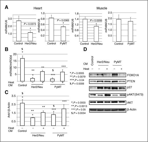 Figure 2. Cancer cell–derived soluble factors reduce miR486 expression in muscle and increase miR486 target proteins. A, heart of both MMTV-Her2/Neu and MMTV-PyMT and skeletal muscle of MMTV-Her2/Neu mice with mammary tumors expressed lower levels of miR486 compared with healthy controls (N = 6). B, CM from MMTV-Her2/Neu and MMTV-PyMT tumor-derived cell lines reduced miR486 expression in C2C12 cells. CM preheated at 80°C partially lost the ability to reduce miR486 expression. Asterisks and dollar sign indicate statistically significant differences. C, CM from MMTV-Her2/Neu and MMTV-PyMT tumor-derived cell lines reduced Ank1 mRNA. D, CM from MMTV-Her2/Neu and MMTV-PyMT tumor-derived cell lines upregulated miR486 target proteins in C2C12 cells.