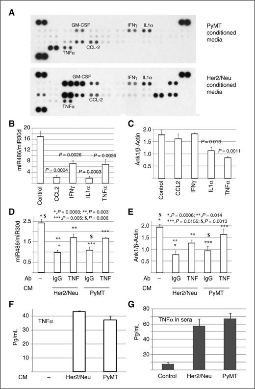 Figure 3. TNFα mediates miR486 repression. A, cytokine array identified GM-CSF, CCL2, IFNγ, IL1α, and TNFα as common cytokines secreted by both MMTV-Her2/Neu and MMTV-PyMT tumor-derived cell lines. B, the effects of CCL2, IFNγ, IL1α, and TNFα on miR486 expression in C2C12 cells. C, the effects of CCL2, IFNγ, IL1α, and TNFα on Ank1 expression in C2C12 cells. D, neutralizing antibody against TNFα partially reversed the effects of CM from MMTV-Her2/Neu and MMTV-PyMT tumor-derived cell lines on miR486 expression in C2C12 cells. E, neutralizing antibody against TNFα reduced the effects of CM from MMTV-Her2/Neu and MMTV-PyMT tumor-derived cell lines on Ank1 expression in C2C12 cells. F, CM from MMTV-Her2/Neu and MMTV-PyMT tumor-derived cell lines contained TNFα. G, sera of MMTV-Her2/Neu and MMTV-PyMT mice contained higher levels of TNFα compared with control mice.