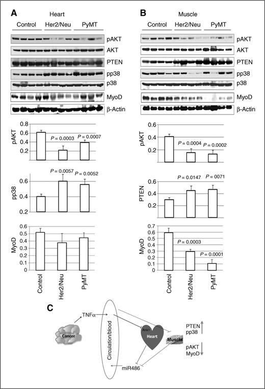 Figure 5. Heart and muscle of transgenic mice display a defective PI3K/AKT pathway compared with control mice. A, pAKT, PTEN, MyoD, and pp38 levels in the heart of mice. Quantitative differences are shown at the bottom. Extracts from four mice in each group were used. B, pAKT, PTEN, MyoD, and pp38 levels in the muscle of mice. C, model depicting the effects of cancer on signaling events in heart and muscle, leading to lower miR486 in circulation.