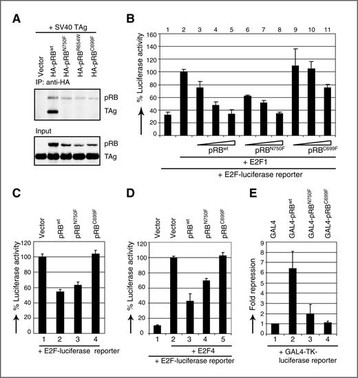 Figure 1. Characterization of murine pRBN750F. A, pRBN750F does not interact with SV40 TAg. C33A cells were transfected with pSG5-TAg plus empty pcDNA3.1(−) (vector) or pcDNA3.1(−) encoding HA-tagged wild-type or mutant pRB. Top, Western blotting of immunoprecipitated HA-tagged pRB proteins and coimmunoprecipitated SV40 TAg using anti-TAg and anti-pRB antibodies. Bottom, total protein extracts (input). B–E, transcriptional repression by wild-type and mutant pRB in luciferase reporter assays. Rb−/− 3T9 cells were transfected with the indicated constructs using the concentrations described in Supplementary Materials and Methods. Luciferase/Renilla luminescence is plotted in B–D and set to 100% in lane 2 (B and D) or lane 1 (C). Fold repression, defined as (Luciferase/Renilla luminescence)GAL4/(Luciferase/Renilla luminescence)GAL4-pRB wildtype or mutant, is plotted in E. For each analysis, two independent experiments were performed and carried out in triplicate (B, C, and E) or in duplicate (D); a representative experiment is shown.