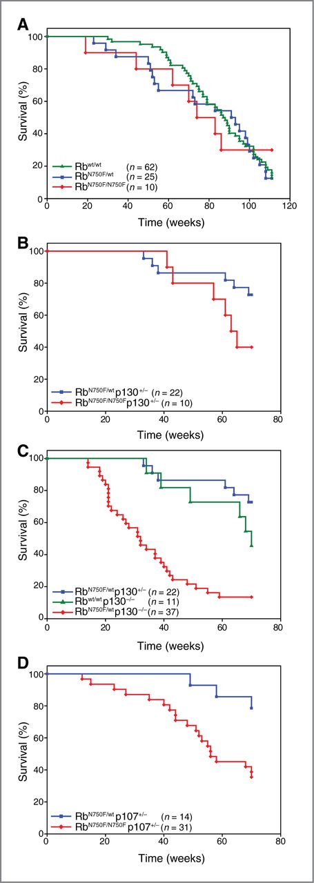 Figure 5. Kaplan–Meier survival curves showing the life span of Rb-, Rb/p130-, and Rb/p107-mutant mice. A, RbN750F/N750F mice have a normal life span. B, decreased life span of RbN750F/N750Fp130+/− mice. C, strongly decreased life span of RbN750F/wtp130−/− mice. D, decreased life span of RbN750F/N750Fp107+/− mice. Animals of the indicated genotypes were followed for 111 (A) or 70 (B, C, D) weeks and sacrificed when ill.