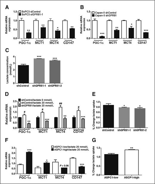 Figure 2. GPR81 regulates expression of genes involved in lactate metabolism and lactate uptake and is required for cancer cell survival when lactate is the primary fuel source. A and B, relative mRNA expression of PGC-1α, MCT1, MCT4, and CD147 mRNA in BxPC3 (A) or Capan-II (B) siControl or shControl and si GPR81 or shGPR81, grown in DMEM + 10% FBS. C, lactate concentration in the supernatant of Capan-II shControl and shGPR81were measured using YSI 2900 Biochemistry Analyzer after 24 hours of culture in fresh medium; n = 3. D and F, relative mRNA expression of PGC-1α, MCT1, MCT4, and CD147 mRNA in Capan-II shControl or shGPR81 cells (D) or ASPC1-low and ASPC1-high cells (F) after lactate stimulation (+) in DMEM without glucose, glutamine, or pyruvate + 20 mmol/L lactate and 2% FBS for 6 hours normalized to shControl/lactate 0 mmol/L versus shControl/20 mmol/L lactate. Data are mean ± SEM. n ≥ 3. # versus lactate 0 mmol/L. E and G, lactate concentration in the supernatant of Capan-II shControl or shGPR81 cells (E) or lactate uptake was measured in ASPC1-low and ASPC1-high cells (G) after 1 and 6 hours of culture DMEM without glucose, glutamine, or pyruvate + 20 mmol/L lactate and 2% FBS; n = 3. % change lactate uptake was calculated as follows: (lactate − 1 hour)/(lactate − 6 hour). **, P < 0.01; *, P < 0.05; **, P < 0.01; ***, P < 0.001 by the t test.