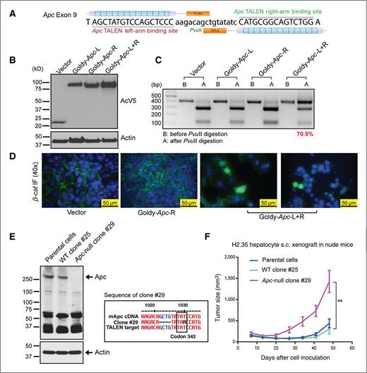 Figure 2. Ape TALENs are effective and efficient in vitro and in xenografts. A, design of Apc GoldyTALEN. The target region in exon 9 contains a PvuII cut site. B, protein expression of Apc TALENs in H2.35 cells. H2.35 cells were transfected with GoldyTALEN vector, single TALENs, or the TALEN pair. Cells were harvested and subjected to Western blot analysis 48 hours after transfection. C, Apc TALEN efficiency in H2.35 cells. Genomic DNA was PCR amplified for the region targeted by TALENs and digested by PvuII. TALEN efficiency is determined by the ratio of uncut band versus total bands. D, immunofluorescent (IF) staining in H2.35 cells for β-catenin. Cells were fixed after 72 hours of transfection and then stained for β-catenin (green). Cytoplasmic localization of β-catenin (arrow) is seen in cells treated with the TALEN pair. E, Western blot analysis for Apc in H2.35 cell clones and the sequencing data of Apc mutant clone #29. The H2.35 parental cells and WT clone #25 express full length Apc, and mutant clone #29 has no full length Apc, as well as the predicted truncated Apc. F, growth curve of the H2.35 xenografts subcutaneously transplanted into nude mice. ±SEM; **, P < 0.01.