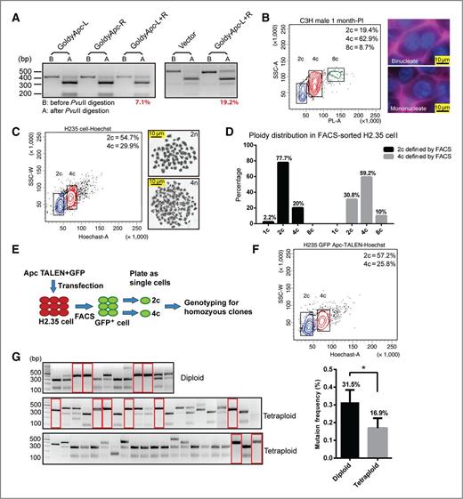Figure 4. Hepatocyte polyploidy protects the liver from TALEN-mediated tumor-suppressor loss. A, genotyping of mouse liver treated with Apc TALENs by HDT. Mice underwent HDT with GoldyTALEN vector (20 μg), Apc single TALENs (20 μg), or TALEN pair (10 μg of each TALEN) at 6 weeks of age, then weekly × 4 (left) or × 2 (right). B, FACS showing DNA content distribution, as stained by PI/RNAse, of primary hepatocytes in a 1-month-old C3H mouse. Right, two panels are liver immunofluorescent images showing a mononucleated and a binucleated hepatocyte. β-catenin (purple) stains the membrane. C, left, the DNA content distribution for H2.35 cells, which were stained by Hoechst 33342 and sorted into 2c and 4c populations. Representative karyotypes of the sorted cells are shown. D, ploidy distribution within the sorted populations. A total of 50 cells were counted for each population. E, experiment assessing the efficiency of TALEN induced Apc LOH in diploid versus tetroploid cells. H2.35 cells were transfected with TALENs and a GFP plasmid. GFP+ cells were sorted and separated by ploidy and plated as single-cell clones. Genotyping was performed on individual clones. F, DNA content distribution (Hoechst 33342) of the H2.35 cells transfected with Apc TALENs. G, genotyping of the H2.35 cell single clones described in E and F. The red rectangles highlight homozygous clones. The experiment was performed four times, and the overall percentage of homozygous clones is shown on the right. ± SEM; *, P < 0.05.