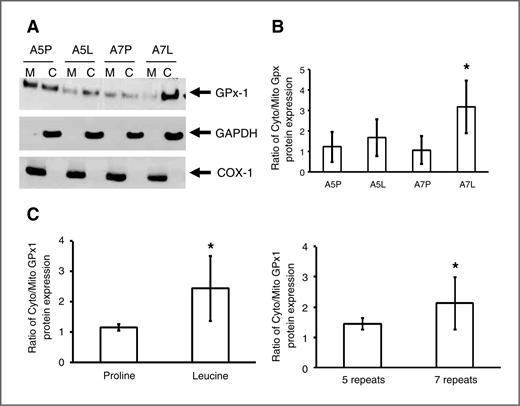 Figure 1. GPx-1 gene polymorphisms affect the cellular distribution between cytosolic and mitochondrial compartments. A, protein extracts were prepared from cells expressing different GPx-1 alleles and separated into cytoplasmic and mitochondrial fractions. Equal amounts of proteins were electrophoresed and visualized by Western blotting with anti–GPx-1 monoclonal antibodies as well as antibodies directed against GAPDH and COX-1 as indicators of cytoplasmic and mitochondrial proteins, respectively. B, densitometry was performed on independently prepared extracts and the ratio of the signals obtained from the cytoplasmic to the mitochondrial fractions was determined. C, the data were pooled by either the codon 198 polymorphism (proline vs. leucine) or by the number of alanine codons. *, P < 0.005 for A7L versus A5P in B, of 198P versus 198L in C, and 5 alanine repeats versus 7 repeats with n = 6.