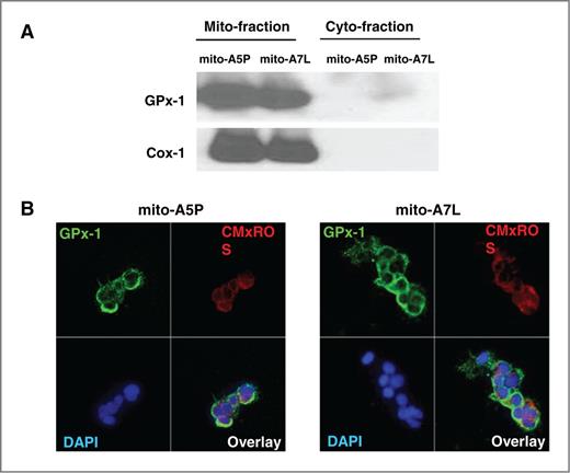 Figure 5. Molecular targeting of the A5P and A7L GPx-1 to the mitochondria. Constructs engineered to express the A5P or A7L GPx-1 alleles were targeted to the mitochondria by attaching the MTS sequence encoded by the mitochondrial MnSOD gene, and these constructs were transfected into GPx-1 null MCF-7 cells, selected in antibiotic, and expanded for analysis. A, protein extracts were prepared, separated into mitochondrial and cytoplasmic fractions, and analyzed by Western blotting with anti–GPx-1 antibodies. B, the localization of mitochondrially directed GPx-1 was confirmed in individual transfectants by immunohistochemistry and subsequent confocal imaging, where GPx-1 is seen to be exclusively colocalized with mitotracker (red fluorescence) in the transfectants. Nuclei were stained with DAP1 (blue fluorescence).