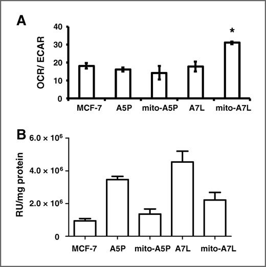 Figure 6. GPx-1 allelic identity and cellular localization affect mitochondrial metabolism. A, OCRs were determined in cells expressing either GPx-1 variants or vector using the Sea Horse XF analyzer platform. Data were calculated using the XF Wave software supplied with the analyzer. *, P < 0.005; from MCF7 with n = 3. B, the levels of superoxide in MCF-7 transfectants expressing A5P, A7L, mito-A5P, or mito-A7L were determined by measuring the oxidation of DHE. The differences between A5P and mito-A5P, and between A7L and mito-A5L were significant at P < 0.05 with n = 3.