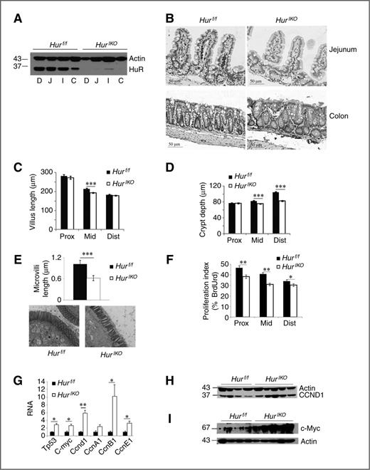 Figure 1. Conditional intestinal HuR deletion (HuRIKO) alters intestinal epithelial proliferation. A, expression analysis of HuR following tamoxifen-induced HuR deletion in small intestine and colon. Scraped mucosal protein extracts from 10 to 12 weeks old HurIKO and control; Hurf/f were separated on SDS–PAGE and probed with anti-HuR antibody. D, duodenum; J, jejunum; I, ileum; and C, colon. Actin was used as loading control. B, immunohistochemical evaluation of small intestine (jejunum) and colon confirms epithelium-specific HuR deletion as compared with littermate control animals Hurf/f. C and D, villi length and crypt depth were compared between HurIKO and controls Hurf/f mice. Eight to 10 mice per genotype were evaluated. On average, 30 villi and 14 crypts per animal were examined. Data, mean ± SE; ***, P < 0.0001. E, microvillus length was evaluated by electron microscopy and reported as mean ± SE; ***, P < 0.0001. Bottom, representative photographs for each genotype are shown. F, evaluation of BrdUrd incorporation across the entire small intestine. Proliferation index is expressed as the percentage of BrdUrd-positive epithelial cells over the total number of cells per crypt. Data, mean ± SE (n = 8–10 mice/genotype); **, P < 0.001; *, P < 0.05. Twenty crypts were evaluated per animal. G, cell growth–related gene expression was evaluated by qRT-PCR. Data normalized to Gapdh RNA expression are represented as mean ± SE (n = 4–6 animals/genotype); *, P < 0.05; **, P < 0.001. H and I, Western blot analysis of cyclin D1 (CCND1) and c-Myc, respectively, in small intestine scraped mucosa from HurIKO and Hurf/f control mice. Actin is shown as loading control.