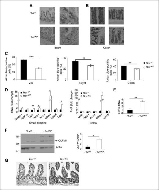 Figure 2. Conditional intestinal HuR deletion alters intestinal epithelial morphology. HurIKO mice show reduced number of goblet cells and increased expression of stem cell markers. Representative photographs of AB-stained sections of ileum (A) and colon (B) from HurIKO and Hurf/f mice. C, the number of Goblet cells was scored by surveying 4 to 12 small intestinal villi, 2 to 8 small intestinal crypts, and 3 to 9 colonic crypts. Results, mean ± SE and expressed as the percentage of AB-positive cells over total number of cells in villi and crypt, respectively (n = 4 to 7 mice/genotype). ***, P < 0.0001; **, P < 0.01. D, qRT-PCR analysis of expression of intestinal stem cells markers. RNA was prepared from distal scraped mucosa. Data, mean ± SE (n = 6 animals/genotype); *, P < 0.05; **, P < 0.001. E, quantitative analysis of Olfm4 RNA expression in enterocytes isolated from HurIKO and Hurf/f mice. Data, mean ± SE (n = 5 Hurf/f and 6 HurIKO); **, P < 0.01. F, scraped mucosa protein extracts from three separate HurIKO and three separate controls; Hurf/f were separated on SDS–PAGE and probed with anti-OLFM4 antibody. OLFM4 expression was normalized to actin and shown as OLFM4/actin ratio (right); *, P < 0.05. G, immunohistochemical evaluation of OLFM4 shows increased expression in epithelial compartment from HurIKO small intestine (distal section) compared with Hurf/f controls.