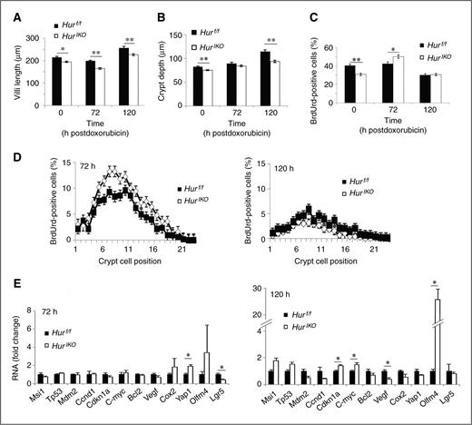 Figure 4. HuRIKO mice exhibit increased injury following doxorubicin administration. Time-dependent changes in villus length and crypt depth following cytotoxic small intestinal injury. For all measurements, numbers of animals per genotype and per time points are as followed: 72 hours, n = 5 animals/genotype; 120 hours. 3 animals/genotype. Evaluations shown here are from the mid small intestine. A, villus length was measured 72 and 120 hours following doxorubicin injection (20–40 villi were measured at 72 and 120 hours postdoxorubicin injection). Measurements, mean ± SE; *, P < 0.05; **, P < 0.001. B, crypt depth was evaluated in 10 to 20 crypts from mice sacrificed 72-hour postdoxorubicin injection and in 15 to 20 crypts from mice sacrificed 120-hour postdoxorubicin. Crypt depth is significantly reduced in HurIKO mice compared with Hurf/f mice. Data, mean ± SE; **, P < 0.001. C, BrdUrd incorporation was evaluated 72 and 120 hours postdoxorubicin injection. Ten and 20 crypts per animals were analyzed at 72 and 120 hours postdoxorubicin, respectively. Proliferative cells counts are expressed as number of BrdUrd-positive cells per crypt (mean ± SE); *, P <0.05; **, P < 0.0001. D, the position of proliferative cells in the crypt was recorded during the damage phase (72 hours) and during repair phase (120 hours). Data, the percentage of BrdUrd-positive cells at each position relative to total number of cell in the crypts. E, qRT-PCR analysis of mid-jejunum mRNA expression at peak damage and repair phases. Data were normalized to Gapdh mRNA expression and reported as mean ± SE (n = 3 animals/genotype); *, P < 0.05.