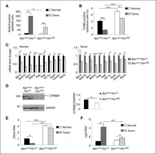 Figure 6. Intestinal HuR deletion attenuates proliferation and increases apoptosis in normal and polyp tissues in Apcmin/+ mice. A, proliferative cells were counted and expressed as means ± SE of BrdUrd-positive cells (n = 2–5 mice/genotype; 2–4 ×40 fields were surveyed in Apcmin/+Hurf/f mice and 3–10 ×40 fields in Apcmin/+HurIKO mice); *, P < 0.05; **, P < 0.01. B, apoptotic cells were visualized by TUNEL staining and counted. Counts are expressed as the percentage of TUNEL-positive cells. Data, mean ± SE (n = 10/genotype; 20 ×40 fields/animal and genotype were analyzed); *, P < 0.05; ***, P < 0.0001. C, mRNA expression of apoptosis-related genes. RNAs extracted from full thickness normal and polyp tissues were analyzed by qPCR and expression normalized to Gapdh mRNA. Data were compared with RNAs isolated from Apcmin/+Hurf/f mice and reported as means ± SE (n = 4 animals/genotype); *, P < 0.05; **, P < 0.01; ***, P < 0.001. D, full thickness protein extracts were separated on SDS–PAGE and β-catenin protein (CTNNB1) expression analyzed by Western blot analysis. GAPDH was used for normalization as loading control. E and F, qRT-PCR analysis of Olfm4 and Lgr5 expression. Data, mean ± SE; *, P < 0.05; **, P < 0.01; ***, P < 0.001.