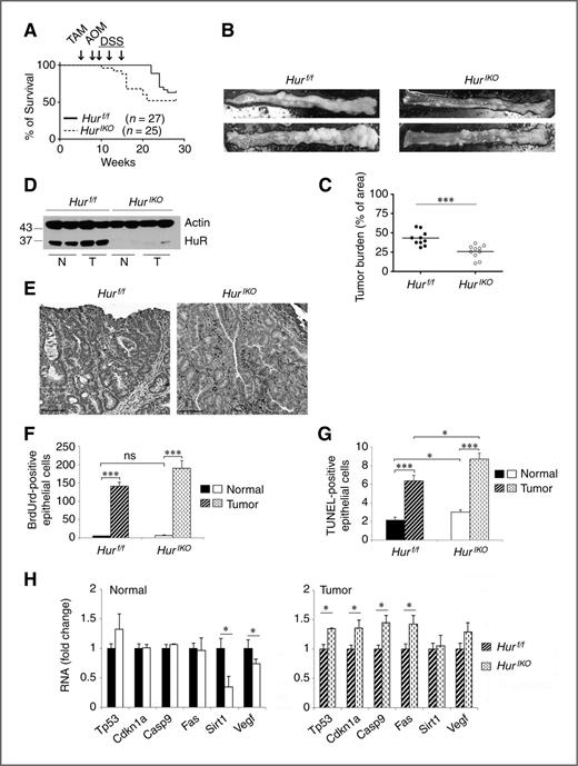 Figure 7. Intestinal HuR deletion protects against AOM-DSS cancer-associated colitis. A, Kaplan–Meier survival curves of HurIKO and Hurf/f after exposure to AOM-DSS (n = 27 Hurf/f and 25 HurIKO mice). Arrows, tamoxifen-induced Hur knockout (week 5) followed by one injection of AOM (week 8) and three consecutive exposures to DSS (weeks 9, 12, and 15). Log-rank test (Mantel–Cox) was not significant (P = 0.137). B, gross morphology photographs of colon from Hurf/f and HurIKO 20 weeks after exposure to AOM-DSS. C, pinned colons were analyzed under dissecting microscope and surveyed for total polyp number and size relative to total colon area. HurIKO mice show a significantly reduced tumor burden; ***, P < 0.001. D, Western blot analysis of HuR in protein extracts prepared from full thickness normal (N) and tumor (T) tissues isolated from Hurf/f and HurIKO mice treated with AOM-DSS. Note the increased expression of HuR in tumor isolated from control animals. E, representative HuR staining of polyps in colon from Hurf/f and HurIKO mice. Note the complete absence of HuR in epithelial cells with staining confined to the stroma; scale bars, 50 μm. F, HurIKO mice treated with AOM-DSS show no alteration of cell proliferation. BrdUrd-positive epithelial cells were counted and data are represented as total number of BrdUrd-positive cells per high magnification power (×40). On average, 16 fields were evaluated per mouse. (n = 3–4 mice/genotype). Data, mean ± SE; ***, P < 0.001. G, HurIKO mice show increased apoptosis 20 weeks after AOM-DSS administration. Apoptotic cells were visualized by TUNEL staining and counted. Data, total number of TUNEL-positive epithelial cells per high-resolution field (magnification, ×40). Six to 10 fields were analyzed per mouse (n = 3–5 mice/genotype). Data, mean ± SE; *, P < 0.05; ***, P < 10−10. H, Following AOM-DSS exposure, HurIKO mice showed elevated expression of a subset of RNAs encoding proapoptotic factors. RNA was extracted from normal and tumor tissues. RNA expression was evaluated by qPCR and normalized to Gapdh RNA. Data, mean ± SE (n = 3–5/genotype); *, P < 0.05.