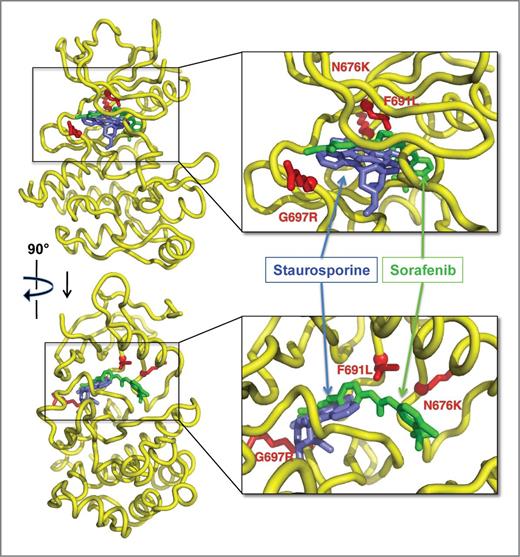 Figure 3. Molecular modeling of the FLT3-TKI binding interaction. Orthogonal views of the FLT3 kinase domain (yellow) are shown with the positions of staurosporine (blue, representing theoretical binding of TTT-3002, CEP-701, and PKC412) and sorafenib (green, representing binding of sorafenib and AC220). The side chains of Asn 676, Phe 691, and Gly 697 of FLT3 have been substituted with the side chains of Lys, Leu, and Arg, respectively, to mark the position and nature of common resistance variants and are shown in red.