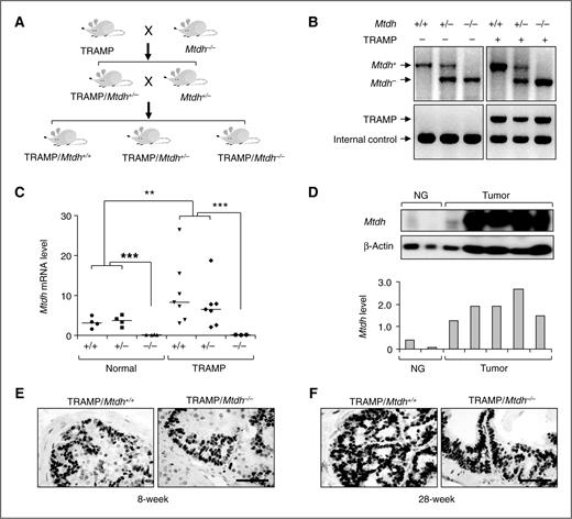 Figure 3. Generation and characterization of TRAMP mice with different Mtdh status. A, cross scheme for the generation of TRAMP mice in C57BL/6 background with different Mtdh status. B, genotyping of mice generated in A. Top, the detected WT (602 bp) and gene-trapped mutant alleles (472 bp) of Mtdh. Bottom, the detected TRAMP transgene (600 bp) and internal genomic control (324 bp). C, Mtdh mRNA in prostate tissues from mice with indicated genotypes analyzed by qPCR. Mtdh mRNA was undetectable in Mtdh−/− tissues and was elevated in TRAMP-positive prostate tissues as compared with normal glands. **, P < 0.01 and ***, P < 0.001 based on the Mann–Whitney test. D, Western blot analysis of Mtdh in prostates from WT nontransgenic mice and tumors from TRAMP/Mtdh+/+ mice. Arbitrary levels of Mtdh protein after normalized to β-actin are shown at the bottom. E and F, representative immunohistochemical staining of SV40 Tag oncoprotein in prostate glands from 8-week-old (E) and 28-week-old (F) TRAMP/Mtdh+/+ and TRAMP/Mtdh−/− mice. Scale bar, 50 μm.