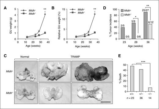 Figure 4. Loss of Mtdh in mice inhibits tumor formation, reduces tumor burden, and increases survival rate. A and B, wet weight (A) or relative weight as % of body weight (B) of lower urogenital tracts excised from TRAMP/Mtdh+/+ and TRAMP/Mtdh+/− mice (denoted as Mtdh+) or TRAMP/Mtdh−/− (denoted as Mtdh−). Data represent mean ± SEM. **, P <0.01 based on the Mann–Whitney test. C, representative images of lower urogenital tracts (B, bladder; P, prostate; SV, seminal vesicle) excised from 36-week-old male mice with indicated genotypes. Scale bar, 1 cm. D, tumor incidence scored by examining histologic sections of prostate glands from cohorts of TRAMP mice with indicated Mtdh genotype at different ages. The numbers on top of each bar graph indicates the number of mice with prostate cancer versus total number of mice examined in a given group. *, P < 0.05 and **, P < 0.01 based on the χ2 test. E, mortality rate of TRAMP mice with indicated Mtdh genotypes by 1 year of age. ***, P < 0.001 based on the χ2 test.