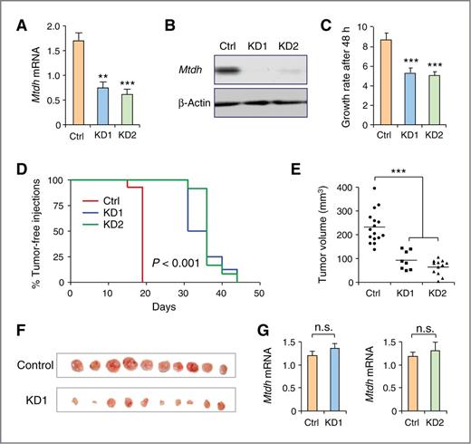 Figure 7. Silencing of Mtdh in TRAMP-C1 prostate cancer cells decreases proliferation in vitro and tumor formation in vivo. A and B, Mtdh was KD by two independent shRNA, as quantified by qPCR (A) and Western blot analysis (B). C, proliferation rate of control and Mtdh-KD TRAMP-C1 cancer cells after 48 hours. D, kinetics of prostate tumor onset in male mice subcutaneously transplanted with control (n = 16), Mtdh-KD1 (n = 8), and Mtdh-KD2 (n = 12) TRAMP-C1 cells. P value based on the log-rank test. See also repeat experiments in Supplementary Fig. S5. E, tumor volumes 5 weeks postinjection in D. ***, P < 0.001 based on the Mann–Whitney test. F, images of tumors dissected 5 weeks posttransplantation in D. G, Mtdh mRNA levels in tumors formed in control and KD groups. Note the tumors that eventually grew in the KD groups expressed similar levels of Mtdh as the controls. A, C, and G, data represent mean ± SEM and P values based on the Student t test. **, P < 0.01; ***, P < 0.001; n.s., not significant.