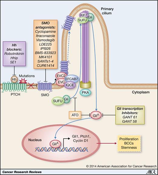 Figure 1. Primary cilium and activation of the Hh signaling pathway. Inactivating mutations in PTCH or binding of Hh ligands to PTCH derepresses SMO, thereby allowing its translocation onto the tip of the primary cilium, leading to transcriptional activation of Gli1/2. Multiple ciliary proteins are involved in processing Hh signal transduction. Ciliary EVC/EVC2 forms a complex with SMO that in turn is tethered by a complex of EFCAB7 and IQCE anchoring the EVC–EVC2 complex in a signaling microdomain at the base of the primary cilium. Activation and nuclear translocation of Gli1/2 involve dissociation of Gli1/2 from its endogenous inhibitor, SuFu. Kif7 cooperates with SuFu in catalyzing dissociation of the Sufu–Gli2 complex. Inhibition of Hh binding to Ptch by robotnikinin or blocking of SMO activation by small molecules such as cyclopamine, itraconazole, vismodegib, LDE225, etc., inhibits Hh signaling and tumor growth. Although ATO blocks translocation of Gli2 to the tip of cilia, GANT61 and GANT58 inhibit Gli1/2 transcriptional activities. GliA, Gli activator.