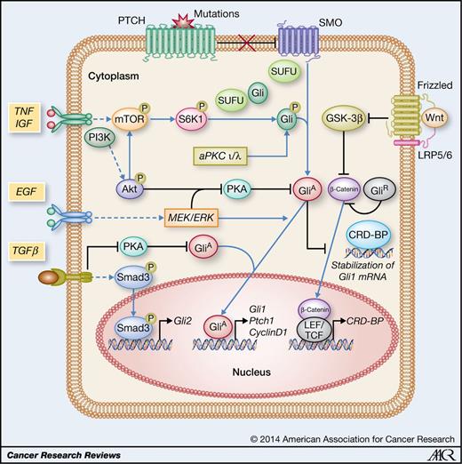 Figure 2. Hh pathway crosstalk with other signaling pathways. The Hh signaling pathway demonstrates complex crosstalk with multiple signaling pathways that modulate cancer pathogenesis. The TNF–mTOR pathway activates Gli1 in an SMO-independent manner. Activated mTOR enhances Gli1 transcriptional activity and oncogenic functions via S6K1-mediated Gli1 phosphorylation at Ser84, which helps to release Gli1 from SUFU. The IGF/PI3K/Akt pathway regulates Gli1/2 activities involving modulation of PKA-dependent phosphorylation of Glis and so are the EGFR/MEK/ERK or TGFβ signaling pathways. In addition, TGFβ can directly induce Gli2 expression independent of Hh signaling and requires Smad3. Wnt signaling also modulates Hh activity although the underlying cascade remains unclear. CRD-BP, a direct target of Wnt/β-catenin signaling, can bind with Gli1 mRNA promoting tumor growth. Hh signaling can also regulate Wnt signaling through modulation of β-catenin. aPKC-ι/λ acts downstream of SMO to phosphorylate and activate Gli1, resulting in its maximal DNA-binding and transcriptional activation to GliA, Gli activator; GliR, Gli repressor; TCF, T-cell factor; LEF, lymphoid enhancer–binding factor.