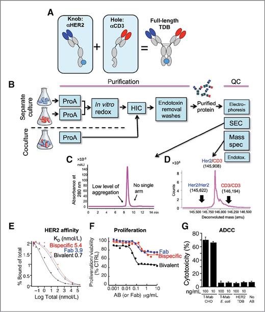 Antitumor Efficacy of a Bispecific Antibody That Targets HER2 and ...