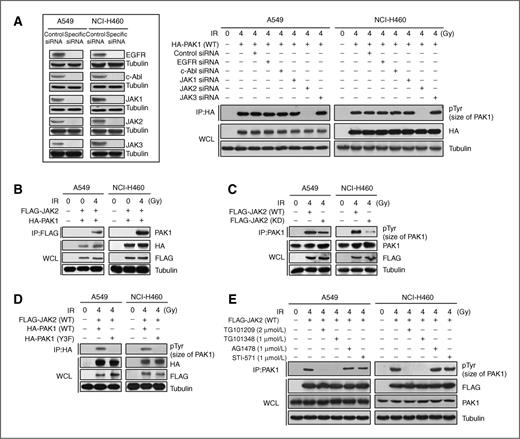 Figure 2. JAK2 phosphorylates PAK1 in irradiated NSCLC cells. A, Tyr phosphorylation of PAK1 by JAK2 was measured by an in vivo kinase assay using each Tyr kinase–specific siRNA molecule (EGFR, c-Abl, JAK1, JAK2, and JAK3). Inset, siRNA oligonucleotides specific for Tyr kinase significantly reduced Tyr kinase expression. B, in vivo binding of IR-activated PAK1 with JAK2 was measured with an immunoprecipitation assay. After irradiation for 2 hours, cell lysates were immunoprecipitated with an anti-FLAG antibody and subjected to Western blot analysis using an anti-PAK1 antibody. C, phosphorylation of PAK1 by JAK2 was measured with an in vivo kinase assay with a JAK2 KD mutant. After irradiation for 2 hours, cells transfected with JAK2 WT or KD were harvested and immunoprecipitated with an anti-PAK1 antibody followed by Western blot analysis using an anti-pTyr antibody. D, JAK2-mediated PAK1 phosphorylation at Y153, Y201, and Y285 was confirmed by an in vivo kinase assay with a PAK1 Y3F mutant. Cells were harvested after irradiation (4 Gy) for 2 hours. Immunoprecipitant of HA (PAK1) was subjected to Western blot analysis using an anti-pTyr antibody. E, JAK2-mediated PAK1 phosphorylation was reconfirmed using JAK2-specific inhibitors (TG101209 or TG101348), an EGFR inhibitor (AG1478), and a c-Abl inhibitor (STI-571). After treatment of each inhibitor and irradiation for 2 hours, cells were harvested and were immunoprecipitated with an anti-PAK1 antibody followed by Western blot analysis using an anti-pTyr antibody.