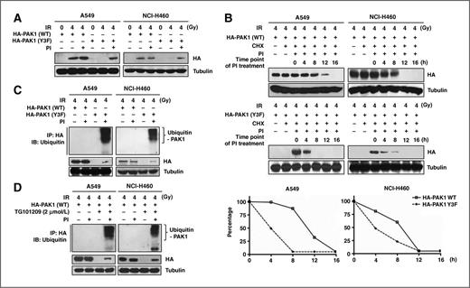 Figure 3. Tyr phosphorylation is required for maintaining PAK1 protein stability in irradiated NSCLC cells. A, effects of Tyr phosphorylation on the protein stability of PAK1 were measured by Western blot analysis. Ectopic expression of PAK1 WT or the Y3F mutant in NSCLC cells with or without IR (4 Gy; 6 hours incubation) and proteasome inhibitors (a mix of 5 μmol/L MG115 and 5 μmol/L MG262, 24 hours incubation). B, the half-life of IR-activated PAK1 WT or Y3F mutant with cycloheximide (CHX; 50 μmol/L) in the presence of proteasome inhibitors was estimated by Western blot analysis. Cells were treated with proteasome inhibitors at different time points after irradiation (0, 4, 8, 12, or 16 hours). Cells were harvested and cell lysates were detected by Western blot analysis using an anti-HA antibody. The level of HA-PAK1 WT or Y3F-mutant protein at each time point measured in B was plotted by densitometric analysis. The level of HA-PAK1 WT or Y3F-mutant expression at time point 0 (lane 3) was set at 100%. C, the accumulation of poly-ubiquitinated IR-activated PAK1 Y3F mutant was measured. NSCLC cells expressing PAK1 WT or Y3F mutant were treated with or without proteasome inhibitors as described in A. HA-PAK1 WT or Y3F-mutant protein was then immunoprecipitated with an anti-HA antibody and Western blot analysis was performed with an anti-ubiquitin antibody. D, the direct relationship between JAK2-dependent phosphorylation of PAK1 and poly-ubiquitination with irradiation in NSCLC was confirmed by the same experiment described in C with a JAK2-specific inhibitor, TG101209.