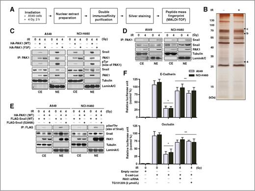 Figure 4. PAK1 interacts with Snail in irradiated NSCLC cells. A, schematic presentation of the strategy used to identify the PAK1 nuclear interactome in A549 cells. B, purified PAK1 complexes in nonirradiated or irradiated A549 cells were separated by PAGE and visualized by silver staining. The silver stained gel was analyzed by mass spectrometry (peptide mass fingerprint, PMF). It was shown that three bands were especially increased by irradiation. The bands indicated by an arrowhead (a, b, and c) correspond to Snail, ERα, and FKHR, respectively. C, in vivo binding of IR-activated PAK1 with Snail in the nucleus of NSCLC cells was confirmed by an immunoprecipitation (IP) assay. After irradiation, the cells transiently transfected with PAK1 WT or Y3F mutant were harvested to conduct cytoplasmic or nuclear fractionation. Each extract was subjected to an immunoprecipitation assay with an anti-PAK1 antibody followed by Western blot analysis for Snail. D, interaction of endogenous PAK1 with endogenous Snail was measured by an immunoprecipitation assay. After irradiation, the cells were harvested to conduct cytoplasmic or nuclear fractionation. Each extract was subjected to an immunoprecipitation assay with an anti-PAK1 antibody followed by Western blot analysis using an anti-Snail antibody. E, PAK1-mediated Snail phosphorylation at S246 was confirmed by an in vivo kinase assay with a Snail S246A mutant. The cells transiently transfected with Snail (WT or S246A mutant) were harvested to conduct cytoplasmic or nuclear fractionation. Each extract was subjected to an immunoprecipitation assay with an anti-FLAG antibody (Snail) followed by Western blot analysis using an anti-pSer/Thr antibody. F, effect of PAK1 on the ability of Snail to repress E-cadherin (or occludin) promoter activity was assessed with a luciferase assay. Error bars, ± SD (n = 3); *, P < 0.05 compared with E-cad (or Occlu)-Luc plasmid-transfected nonirradiated cells, **, P < 0.05 compared with E-cad (or Occlu)-Luc plasmid-transfected irradiated cells (two-way ANOVA, Bonferroni posttest).