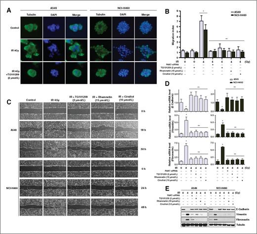 Figure 5. Inhibition of PAK1 Tyr phosphorylation reduces IR-dependent EMT in NSCLC cells. A, morphologic changes of NSCLC cells treated with a JAK2 inhibitor were monitored with a 3D culture model. NSCLC cells treated with or without IR and TG101209 were grown in 3D cultures and fixed after 20 hours (A549) or 28 hours (NCI-H460). The cells were permeabilized and stained for tubulin (green) and with DAPI (blue). B, the inhibitory effects of a JAK2 inhibitor on IR-induced migration of NSCLC cells were measured with a Transwell migration assay. The results are expressed as fold-increase of migration compared with the control group and are based on the relative number of cells in a randomly selected field from three representative experiments. Rhamnetin and cirsiliol were used as positive EMT inhibitor controls. C, the inhibitory effects of a JAK2 inhibitor on IR-induced migration of NSCLC cells were measured with a wound-healing assay. After the treatment with each inhibitor for 4 hours and irradiation, cells were wounded and incubated for 18 and 30 hours (A549) or 24 and 48 hours (NCI-H460). D, effects of a JAK2 inhibitor on mRNA expression of E-cadherin, vimentin, and fibronectin in irradiated NSCLC cells were analyzed by qRT-PCR. E, effects of a JAK2 inhibitor on the protein expression of E-cadherin, vimentin, and fibronectin in irradiated NSCLC cells were analyzed by Western blot analysis. Error bars, ± SD (n = 3); *, P < 0.05 compared with nonirradiated cells, **, P < 0.05 compared with irradiated cells (one-way ANOVA, Tukey honestly significant difference test, or two-way ANOVA, Bonferron posttest).