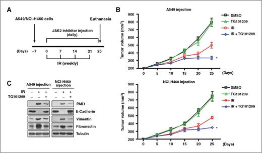 Figure 6. JAK2-inhibitor acts as an in vivo radiosensitizer and decreases in vivo EMT in a xenograft mouse model. A, an experimental protocol to determine whether JAK2 inhibitor acts as an in vivo radiosensitizer and decreases in vivo EMT in a xenograft mouse model. B, the effect of a JAK2 inhibitor on in vivo radiosensitization was measured in a xenograft mouse model. C, the in vivo effects of a JAK2 inhibitor on the expression of PAK1 and EMT-related proteins were evaluated by Western blot analysis. Error bars, ± SEM (n = 3 with 4 animals/group); *, P < 0.05 compared with tumor volume on day 25 in mice treated with radiation alone (one-way ANOVA, Tukey honestly significant difference test).