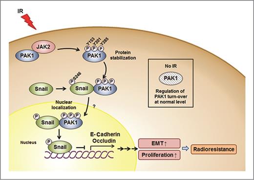 Figure 7. A schematic diagram illustrates the JAK2–pPAK1–pSnail signaling in response to irradiation and the radiosensitizing effects of a JAK2 inhibitor in NSCLC cells. PAK1 is upregulated and phosphorylated on Tyr residues by JAK2, consequently leading to translocation into the nucleus after radiation exposure. IR-induced Tyr phosphorylation of PAK1 is required to maintain PAK1 protein stability in NSCLC cells. After phosphorylation on Tyr residues, PAK1 binds with Snail, thus promoting the transcriptional repression activity of Snail by Ser phosphorylation. In addition, activation of the JAK2–pPAK1–pSnail signaling axis by irradiation promotes the EMT and cell proliferation. Treatment with a JAK2 inhibitor enhances EMT inhibition and radiosensitization in vitro and in vivo.