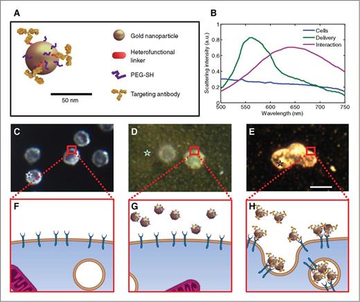 Figure 1. The effect of plasmon resonance coupling in molecular-specific imaging of EGFR-expressing cancer cells. A, a schematic of the EGFR-targeted MAPS; relative dimensions of antibody molecules and a gold nanoparticle (AuNPs) are preserved. B, hyperspectral dark-field microscopy was used to obtain optical spectra from unlabeled cells (blue), MAPS dispersed in extracellular space (green) and cells labeled with MAPS (violet). Dark-field optical images (C, D, and E; scale bar, 10 μm) and cartoon (F, G, and H) show cancer cells in the absence of gold nanoparticles (C and F); cells in the presence of nonspecific AuNPs (D and G); and cells labeled with MAPS (E and H). Unlabeled cells have a characteristic bluish white appearance due to intrinsic light scattering properties (C) while a greenish haze is evident in the presence of nonspecific AuNPs that strongly scatter green light (D). Molecular-specific interactions between MAPS and EGFR-overexpressing cancer cells lead to receptor-mediated endocytosis that results in plasmon resonance coupling between MAPS and the associated strong changes in their optical properties (E). The colored stars in C–E identify the regions from which the same-color spectral curves are displayed in B.