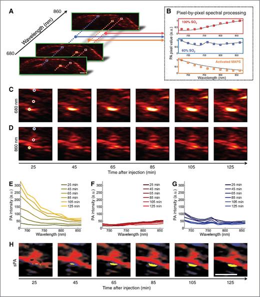 Figure 2. Generation of sPA images. A, in each 2D plane photoacoustic images are acquired using excitation wavelengths spanning 680 to 860 nm in steps of 20 nm. B, each pixel is compared with hemoglobin and activated MAPS; the dashed lines represent the expected spectra, while the colored boxes are representative measured photoacoustic signals. Spectral unmixing is performed using a least squares method (29). An example of spectral unmixing of a series of photoacoustic images is shown in C–H. Photoacoustic images acquired at 680 nm (C) and 860 nm (D) show the raw photoacoustic signal. E–G, the spectra derived from three pixels (denoted by orange, red, and blue stars, for E, F, and G, respectively) of the photoacoustic images acquired at 10 wavelengths, including the images from C and D, exhibit distinct spectral signatures that correlate well with the spectra of hemoglobin or MAPS. The pixel containing signal correlating to the MAPS spectrum steadily increases in amplitude over time (E), while the signals corresponding to blood remain relatively constant (F and G). H, after spectral unmixing, the different absorbers are clearly distinguished as either blood (red/blue) or activated MAPS (yellow). Scale bars, 1 mm. PA, photoacoustic.