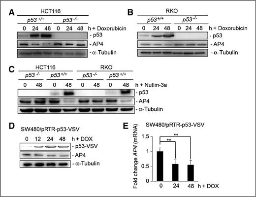 Figure 1. p53-dependent downregulation of AP4 after DNA damage. A–D, detection of the indicated proteins by Western blot analysis. α-Tubulin served as a loading control. A and B, HCT116 (A) and RKO (B) cells with the indicated genotypes were treated with doxorubicin (DOXO 0.5 μg/mL) for the indicated periods. C, HCT116 and RKO cells with the indicated genotypes were treated with Nutlin-3a (10 μmol/L) for the indicated periods. D, SW480/pRTR-p53-VSV pools were treated with doxycycline (DOX 100 ng/mL) for the indicated periods. E, qRT-PCR analysis of AP4 mRNA expression in SW480/pRTR-p53-VSV pools treated with DOX for the indicated periods. Results represent mean values ± SD (n = 3).