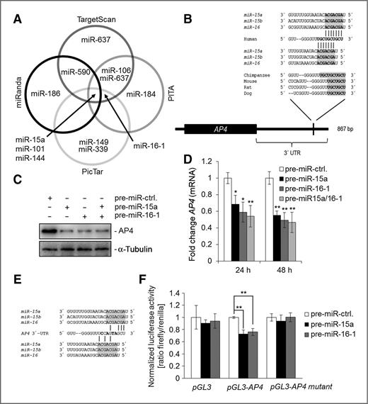 Figure 2. AP4 is a direct target of miR-15a and miR-16-1. A, bioinformatics prediction of matching seeded sequences in the AP4 3′-UTR using four different algorithms. B, location of and possible base pairing within a predicted miR-15a/16-1 seed-matching sequence in the AP4 3′-UTR. Conservation of sequences is indicated by gray shading. Vertical lines, possible base pairings. C, Western blot analysis of AP4 protein expression in SW480 cells after transfection of the indicated pre-miR oligonucleotides (total 25 nmol/L), for 48 hours. α-Tubulin served as a loading control. D, qRT-PCR analysis of AP4 mRNA after transfection of pre-miR-15a and/or pre-miR-16-1 mimics (total 25 nmol/L), for the indicated periods. E, in vitro mutagenesis of the miR-15a/16-1 seed-match in the AP4 3′-UTR. Gray shading indicates the conserved seed sequences and bold letters indicate the mutations that have been introduced into the respective reporter constructs used in F. F, Dual-Luciferase reporter analysis of the AP4 3′-UTR in H1299 cells 48 hours after transfection of pre-miR-15a or pre-miR-16-1. D and F, results represent the mean value ± SD (n = 3).