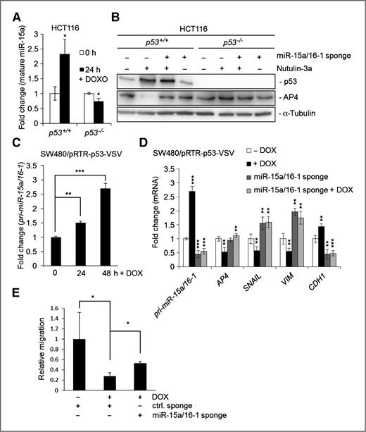 Figure 3. p53 represses AP4 via miR-15a/16-1. A, HCT116 cells with the indicated genotype were treated with doxorubicin (DOXO 0.5 μg/mL) for the indicated time. Then, mature miRNAs were analyzed by qRT-PCR. B, HCT116 cells with the indicated genotype were transfected with plasmids encoding a miR-15a/16-1–specific sponge for 24 hours and subsequently treated with Nutlin-3a for 48 hours. The indicated proteins were detected by Western blot analysis. α-Tubulin served as a loading control. C, qRT-PCR analysis of pri-miR-15a/16-1 expression after activation of p53 by addition of DOX for the indicated periods in SW480/pRTR-p53-VSV cells. D, SW480/pRTR-p53-VSV cells were transfected with a specific miR-15a/16-1 sponge for 24 hours and subsequently DOX was added for 48 hours. The indicated mRNAs were detected by qRT-PCR. E, 24 hours after transfection with the indicated vectors, SW480 cells were treated with DOX for 24 hours and subjected to a modified Boyden chamber assay as described in Materials and Methods. Results in A, C, D, and E represent mean values ± SD (n = 3).