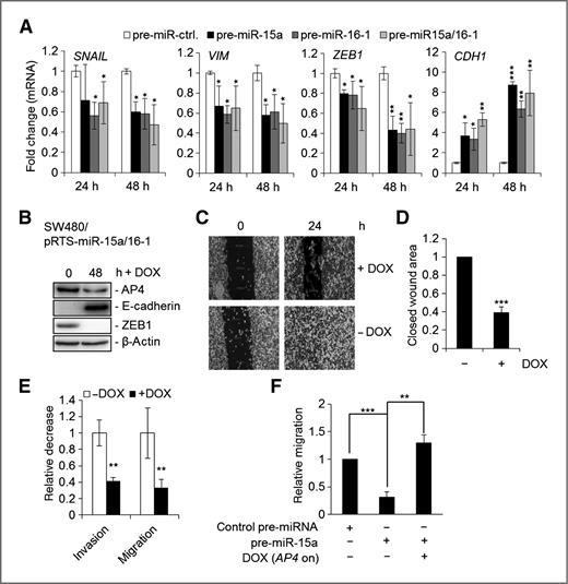 Figure 4. miR-15a/16-1 induces MET and inhibits migration and invasion. A, expression of the indicated mRNAs was determined by qRT-PCR analyses after transfection of the indicated pre-miRNAs (total 25 nmol/L) for the indicated periods. B, Western blot analysis; C, representative pictures; and D, quantification of a wound healing assay 72 hours after activation of miR-15a/16-1 in SW480/pRTS-miR-15a/16-1 cells. Wound closure was determined 48 hours after scratching. Mitomycin C was applied for 2 hours before scratching; magnification, ×100. E, determination of invasion and migration of SW480/pRTS-miR-15a/16-1 cells in a Transwell Boyden chamber assay 72 hours after addition of DOX. For the last 24 hours, the serum concentration was reduced to 0.1%. To analyze invasion, membranes were coated with Matrigel (3.3 ng/mL in respective medium). After 48 hours, cells were fixed and stained with 4′,6-diamidino-2-phenylindole (DAPI). The average number of cells in five fields per membrane was counted in three different inserts. Relative invasion or migration is expressed as the value of test cells to control cells. F, SW480 cells harboring pRTR-AP4-VSV were treated with DOX or vehicle for 72 hours; 24 hours before seeding the cells on a Boyden chamber membrane, cells were transfected with the indicated oligonucleotides and the serum concentration was reduced to 0.1% as described in E. Results in A and D–F, mean ± SD (n = 3).