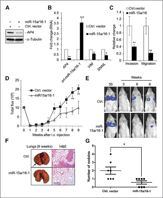 Figure 5. miR-15a/16-1 inhibits migration and invasion, and suppresses lung metastasis formation. A and B, Western blot analysis (A) of AP4 protein expression and qRT-PCR analysis (B) of the indicated RNAs in SW620-Luc2 cells stably expressing miR15a/16-1 or the respective empty vector control in passage 3 after transduction. α-Tubulin served as a loading control. C, Transwell Boyden chamber assay of cellular invasion and migration of SW620-Luc2 cells. After 72 hours, cells were seeded into a Transwell chamber and analyzed as in Fig. 4F. D, SW620-Luc2 were injected into the tail vein of NOD/SCID mice (n = 7 for each group). At the indicated time points, bioluminescence signals were recorded. Total flux, bioluminescence signals collected per mouse. E, representative bioluminescence images recorded at the indicated time points after tail vein injection of SW620-Luc2 cells. F, left, lungs were resected 9 weeks after injection. Arrows, metastatic tumor nodules. Right, representative examples of the H&E staining of the resected lungs are shown. Scale bar, 100 μm. G, quantification of metastatic tumor nodules in the lung per mouse. Data are represented as mean ± SD (n = 7). B and C, left, results represent the mean ± SD (n = 3). C, right, results represent the mean value ± SD (n = 2).