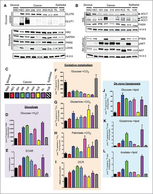 Figure 2. Cancerous endometrial cells display Warburg-like metabolism and elevated lipogenesis. Protein expression and metabolism of seven human endometrial cancer (HEC, ISH, 296, 319, AN3, KLE, RL) and noncancer stromal (MAD) and epithelial cells (hUE). A and B, glucose transporters, glycolytic/DNL enzymes, and Akt signaling pathway proteins in endometrial cells. 14-3-3 served as a loading control. C, boxes representing each cell line depicted in the following graphs. Glycolysis (D), ECAR (E), glucose oxidation (F), glutamine oxidation (G), palmitate oxidation (H), OCR (I), DNL from glucose (J), DNL from glutamine (K), and DNL from acetate (L) were measured for all cells. Metabolic assays represent the mean (±SEM) of three to five technical replicates (experiments were performed at least twice).