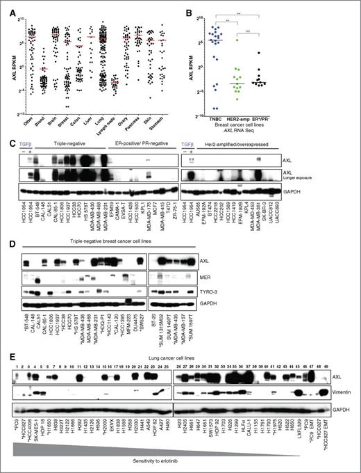 Figure 1. AXL expression correlates with a mesenchymal signature. A, scatter plot representing AXL RNA expression for 643 human cancer cell lines. Red line, mean expression within each tissue type. B, scatter plot illustrating AXL expression in 46 breast cancer cell lines based on ER/PR-positive and HER2 status. Differences between TNBC subtype compared with the HER2-amp (P = 0.0058) and ER+/PR− (P = 0.0081) were calculated using the Student t test. No differences were observed between HER2-amp and ER+/PR− (NS, nonsignificant). Black line, median expression within each subtype. C, immunoblots indicating AXL protein in triple-negative, ER/PR-positive, and HER2-amplified breast cancer cells. D, immunoblots indicating AXL, MER, and TYRO-3 protein in TNBC cells. We note reported controversy regarding the tissue origin of MDA-MB-435 cells, which clusters with cell lines of melanoma origin by expression profiling. Asterisks, cell lines with high vimentin expression. E, immunoblots showing AXL and vimentin expression in NSCLC cell lines. Cell lines were arranged according to erlotinib sensitivity as IC50 (25). #1 indicates the most erlotinib-sensitive and #46 is the least sensitive. Lanes 47 and 49 correspond to HCC827 and PC9 cell lines, respectively, treated with TGFβ for 14 days. GAPDH levels demonstrate protein normalization. Asterisks, cell lines with EGFR mutation.