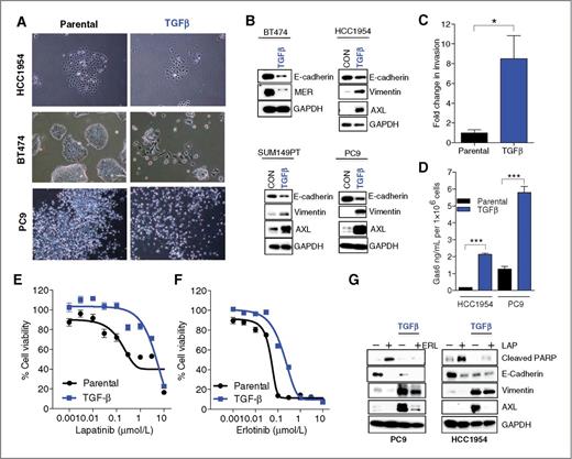 Figure 2. AXL expression is increased upon TGFβ-induced EMT. A, microscopically observed morphologic changes in breast cancer cell lines HCC1954 and BT474, and lung cancer cell line PC9 treated with TGFβ for 14 days. B, immunoblot demonstrating loss of E-cadherin and MER and increased vimentin and AXL upon TGFβ treatment of BT474, HCC1954, and SUM149PT, and PC9 cells. C, bar graph illustrating enhanced invasion capacity of TGFβ-treated (day 14) HCC1954 cells. Differences between parental and TGFβ-treated (P = 0.033) cells were calculated by the Student t test. D, bar graph demonstrating increased Gas6 secretion (by ELISA) in HCC1954 and PC9 cells following TGFβ-induced EMT (day 14). Differences between parental compared with TGFβ-treated cells (HCC1954, P < 0.0001 and PC9, P = 0.0003) were calculated by the Student t test. Error bars, mean ± SEM. E, cell viability assay demonstrating the effect of lapatinib in TGFβ-treated (day 14) HCC1954 cells. IC50 values for lapatinib were calculated in Prism, parental: IC50, 0.456 μmol/L; TGFβ: IC50, 4.036 μmol/L. F, cell viability assay demonstrating the effect of erlotinib in TGFβ-treated (day 14) PC9 cells. IC50 values for erlotinib were calculated in Prism, parental: IC50, 0.05 μmol/L; TGFβ: IC50, 0.214 μmol/L. G, immunoblot showing the effect of erlotinib (ERL; 50 nmol/L) and lapatinib (LAP; 1 μmol/L) on PARP cleavage and AXL expression after 72 hours. All error bars, mean ± SEM.