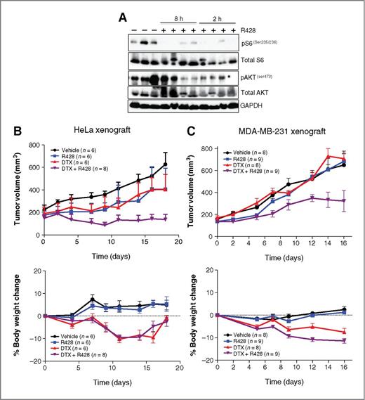 Figure 6. AXL inhibition in combination with docetaxel retards the growth of mesenchymal tumor cells in vivo. A, immunoblots showing phospho-AKT (pAKT), total AKT, phospho-S6 (pS6), and total S6, in individual MDA-MB-231 xenograft tumors following R428 treatment. B, tumor growth assay showing the antitumor effect of R428 in combination with docetaxel in HeLa xenografts. Differences between the R428 and the docetaxel combination group compared with the vehicle group (P < 0.0001), and individual treatment with R428 (P = 0.0001) and docetaxel (P < 0.0001) were calculated using the two-way ANOVA. Error bars, mean ± SEM. The percentage of body weight change is shown at the bottom. C, tumor growth assay showing the antitumor effect of R428 in combination with docetaxel in MDA-MB-231 xenografts. Differences between the R428 and the docetaxel combination group compared with the vehicle group (P = 0.0033), and individual treatment with R428 (<0.0001) and docetaxel (P < 0.0001) compared with the combination group were calculated using the two-way ANOVA. Error bars, mean ± SEM. The percentage of body weight change is shown at the bottom.