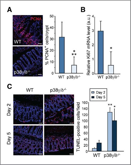 Figure 3. p38γ/δ−/− mice show decreased IEC proliferation and increased apoptosis. WT and p38γ/δ−/− mice were treated with 3% DSS. Colon samples were examined at times indicated. A, immunofluorescence of WT and p38γ/δ−/− mouse colon sections on day 5 of DSS treatment to examine proliferating cells (PCNA). PCNA+ cells (red) were counted; >20 crypts per mouse were scored. Results show mean ± SD (n >3 mice/group); ***, P ≤ 0.001 relative to WT mice. Nuclei are Hoechst stained (blue). B, relative Ki67 mRNA expression in distal colon of 5-day DSS-treated WT and p38γ/δ−/− mice was determined by qPCR and normalized to GAPDH mRNA. Data, mean ± SD (n = 6); *, P ≤ 0.05 relative to WT mice. C, apoptosis in mouse colons was evaluated by TUNEL staining (red) on days 2 and 5 after DSS administration. Apoptotic cells were counted; 30 fields per mouse were usually scored. Nuclei are Hoechst stained (blue). Results, mean ± SD (n >3 mice/group); *, P ≤ 0.05 and **, P ≤0.01 relative to WT mice.