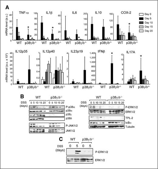 Figure 4. p38γ/δ deletion reduces DSS-induced cytokine production and ERK1/2 activation. A, relative mRNA expression was determined by qPCR for indicated genes in DSS-treated WT and p38γ/δ−/− mouse distal colon and normalized to 18S and GAPDH mRNA. Data, mean ± SD (n = 5–6); *, P ≤ 0.05, relative to WT mice in the same conditions. B, colon extracts (50 μg) from WT and p38γ/δ−/− mice, DSS-treated for indicated times, were immunoblotted with the indicated antibodies. C, WT and p38γ/δ−/− IECs (50 μg) were immunoblotted with antibodies to phosphorylated or total ERK1/2. B and C, representative blots are shown from three independent experiments (n = 6 mice/condition).