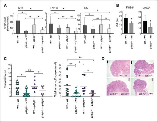 Figure 6. WT chimeric mice with p38γ/δ−/− bone marrow show reduced CAC incidence. A, relative mRNA expression was determined by qPCR for indicated genes in 5-day DSS-treated chimeric mouse colon and normalized to GAPDH mRNA. Data, mean ± SD (n = 6–9); ns, not significant; *, P ≤ 0.05. B, colon crypt cells from 5-day DSS-treated chimeric mice were stained with anti-CD45, anti-Ly6G, and anti-F4/80 antibodies and the percentage of positive cells analyzed by flow cytometry. Data, mean ± SD (n >10 mice/condition); *, P ≤ 0.05. C, chimeric mice were AOM/DSS–treated to induce CAC and colon tumors analyzed at week 15. Tumors were counted and total volume determined by summing all volumes for a given mouse. Dot, a single mouse; ns, not significant; *, P ≤ 0.05; **, P ≤ 0.01. D, representative H&E-stained colon sections showing colon tumors; bars, 200 μm.