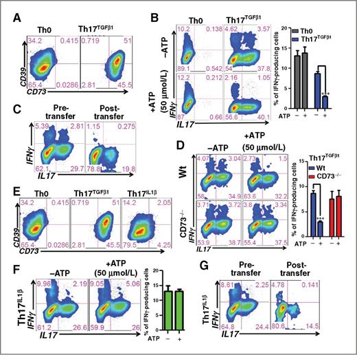 Figure 1. TGFβ-induced CD73 expression on Th17 cells increases susceptibility for IFNγ suppression. A, flow-cytometric analysis of ectonucleotidases (CD39 and CD73) expression by unpolarized (Th0) or TGFβ1-mediated Th17 (Th17TGFβ1) cells. Data are representative of five independent experiments. B–D, intracellular IFNγ and IL17 production in presence or absence of ATP (50 μmol/L) by Th17TGFβ1 or unpolarized (Th0) cells (B); Thy1.1+ Th17TGFβ1 cells retrieved from the tumor site of C57BL/6 (Thy1.2+) mice (n = 4) bearing EL-4 ascetic tumor following 48 hours of T cells transfer (C); and Th17TGFβ1-polarized cells from either wt or CD73−/− C57BL/6 mice (D). Cumulative data from three different experiments are represented in bar diagram alongside the dot-plot for the percentage of cells producing IFNγ in presence or absence of ATP (50 μmol/L). E, flow-cytometric analysis (right) of CD39 and CD73 expression by Th0, Th17TGFβ1, and Th17IL1β cells. F and G, intracellular IFNγ and IL17 secretion in presence or absence of ATP by Th17IL1β cells (F) and Thy1.1+ Th17IL1β cells retrieved from the tumor site of C57BL/6 (Thy1.2+) mice (n = 4) bearing EL-4 ascetic tumor following 48 hours of T cells transfer (G). Results are representative of three (E) and five (F and G) independent experiments; ***, P < 0.0001.