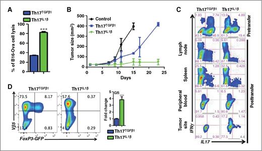 Figure 3. Enhanced antitumor function of Th17IL1β versus Th17TGFβ1 cells. A, B16-F10-ova cells labeled with CFSE were cocultured at the 1:5 ratio with either Th17TGFβ1 or Th17IL1β for 6 hours, and decrease in the number of cells expressing CFSE was analyzed by using flow cytometry. B, wt C57BL/6 mice (n = 5 mice/group) were inoculated (s.c.) with 0.25 × 106 B16-F10-ova murine melanoma cells and treated with cyclophosphamide (4 mg/mouse) after 7 days. Cyclophosphamide-treated mice were either kept untreated as control or adoptively transferred 1 day later with either 1 × 106 ova–specific Th17TGFβ1 or Th17IL1β cells. Tumor growth was measured using digital calipers every fourth day. Data, mean tumor size at each time point from one of the two experiments with similar results. C, intracellular cytokine production of ova-specific donor Th17TGFβ1 and Th17IL1β cells after retrieving from either lymph nodes, spleen, peripheral blood, or tumor site of 21 days tumor-bearing mice (n = 4). Cytokines production of donor cells was compared with nontransferred cells. Data represent two independent experiments. D, naïve CD4+ T cells from OT-II GFP-FoxP3 mice were polarized to Th17TGFβ1 and Th17IL1β type in presence of ova and the percentage of cells expressing GFP (indicative of FoxP3-expressing cells) was analyzed after 3 days of polarization using flow cytometer (left). Right, qPCR analysis of Gfi-1 expression by Th17TGFβ1 and Th17IL1β cells. Data represent three independent experiments; **, P < 0.005 and ***, P < 0.0001.