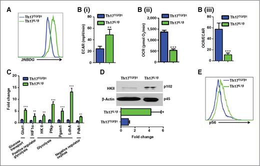 Figure 4. Th17TGFβ1 and Th17IL1β cells are metabolically different. Differences in glycolysis between Th17TGFβ1 and Th17IL1β cells were observed using glucose uptake using fluorescent glucose (2-NBDG; A); basal ECAR (B, i); basal OCR (B, ii); the basal OCR/ECAR ratio (B, iii); qPCR analysis of the expression of key genes associated with glycolysis (C). D, top, Western blot analysis for HKII; bottom, blot quantification of HKII. E, flow-cytometric analysis of phosphorylation of S6 (pS6) ribosomal protein. Results in A and B are representative of four and in C and D are representative of three independent experiments with similar results. *, P < 0.05; **, P < 0.005; ***, P < 0.0001.